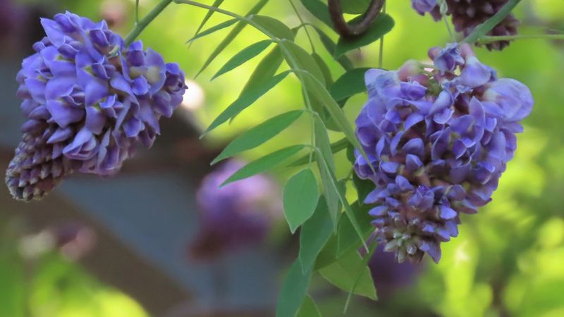Remove Shoots That Invade The Wrong Places Remove Shoots That Invade The Wrong Places