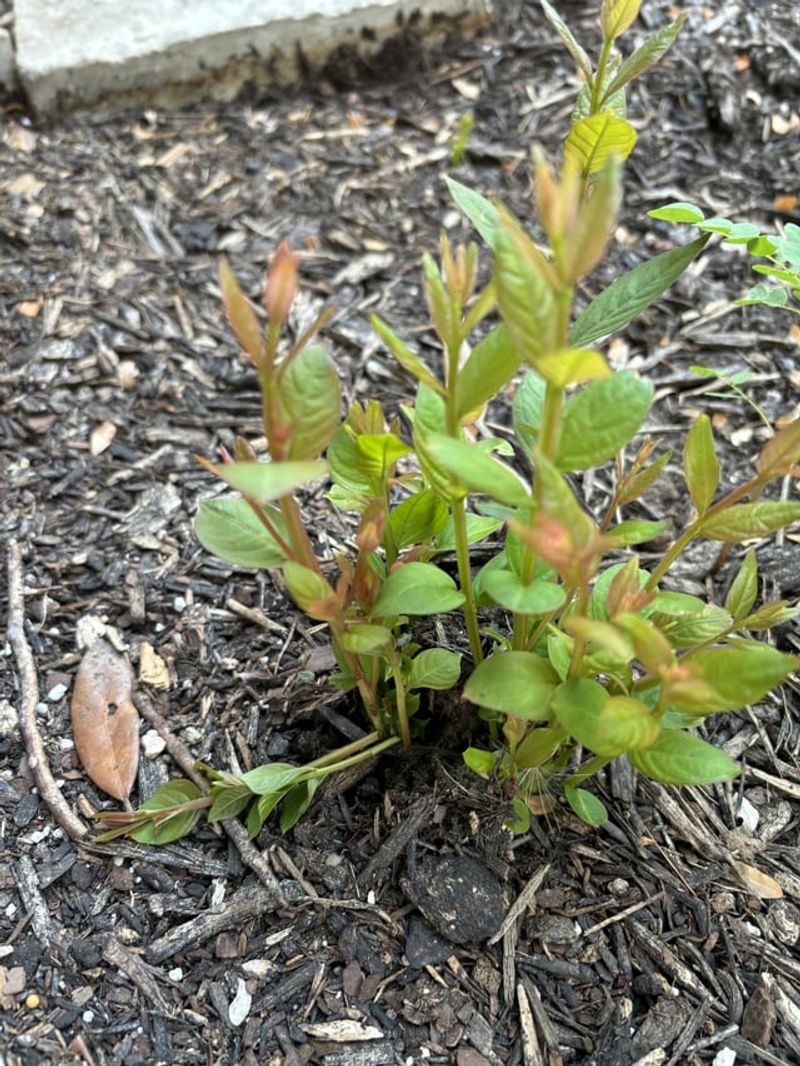 Remove Shoots While They Are Still Small