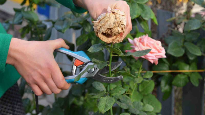 Remove Spent Blooms And Damaged Leaves