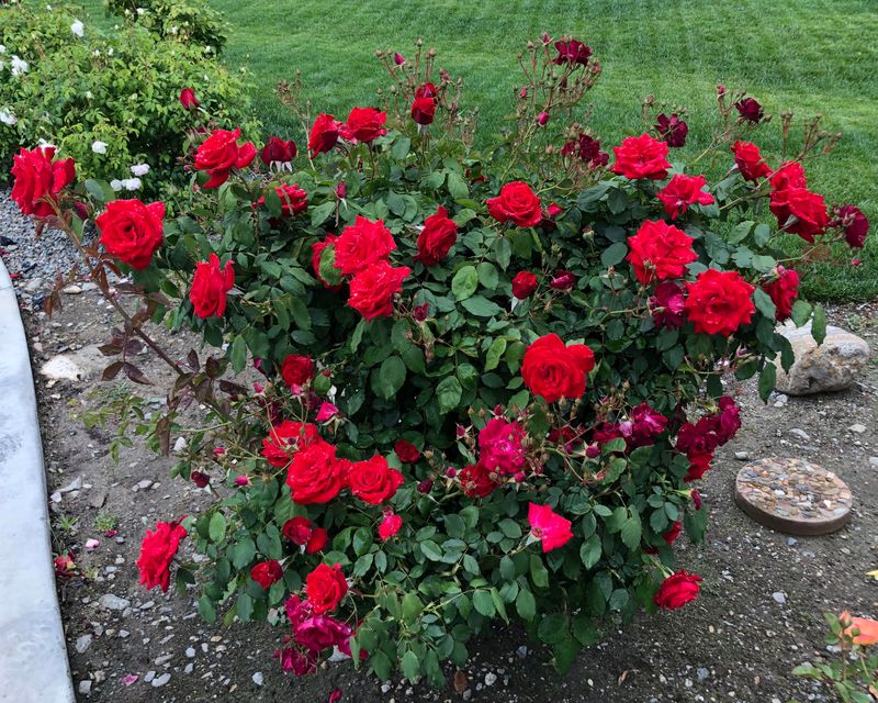Remove Spent Blooms For A Reset Remove Spent Blooms For A Reset