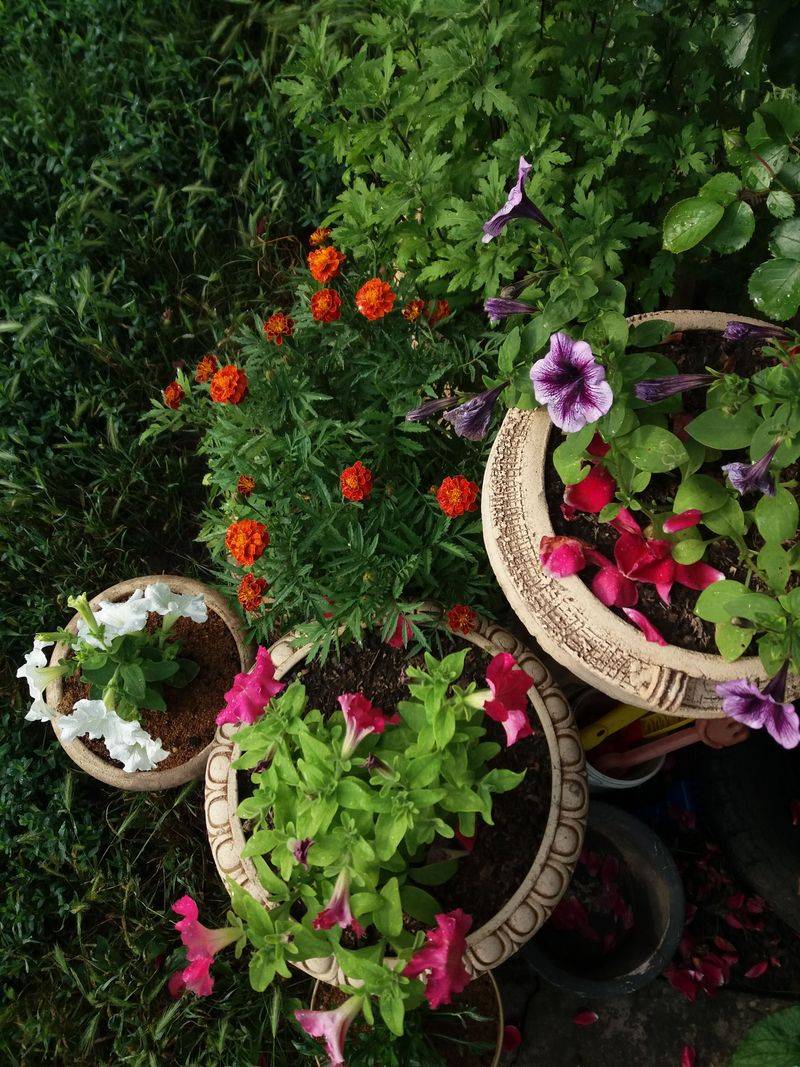 Remove Spent Blooms Often Remove Spent Blooms Often
