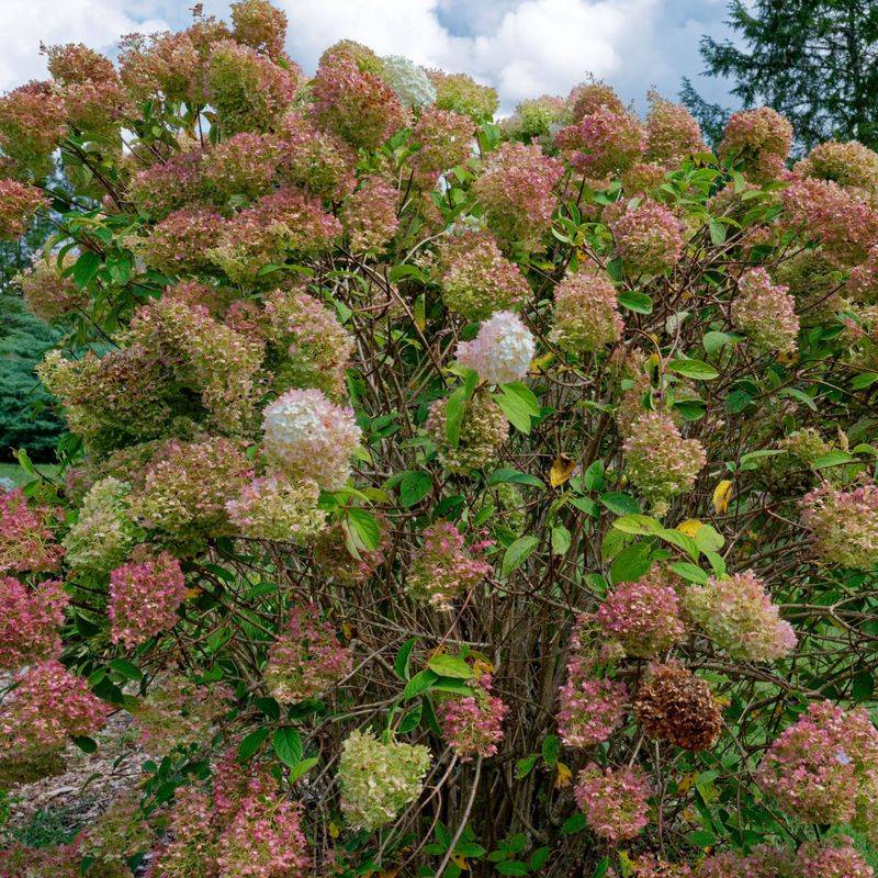 Remove Spent Blooms Only When Your Hydrangea Benefits From It