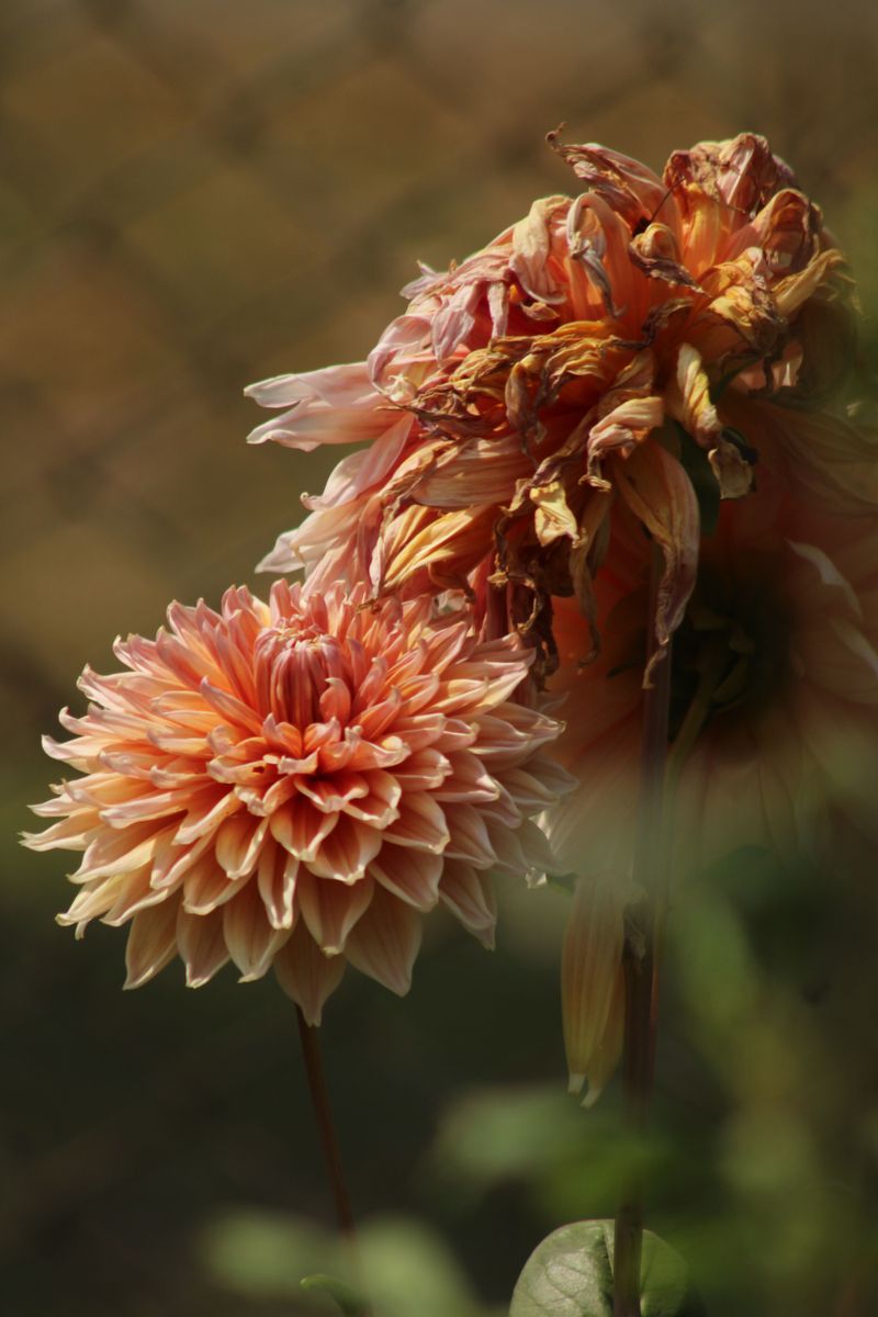 Remove Spent Blooms Regularly Remove Spent Blooms Regularly