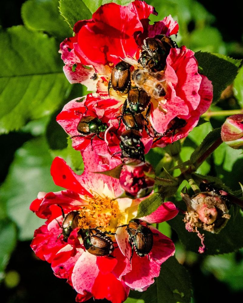 Remove Spent Blooms That Draw Clusters Remove Spent Blooms That Draw Clusters