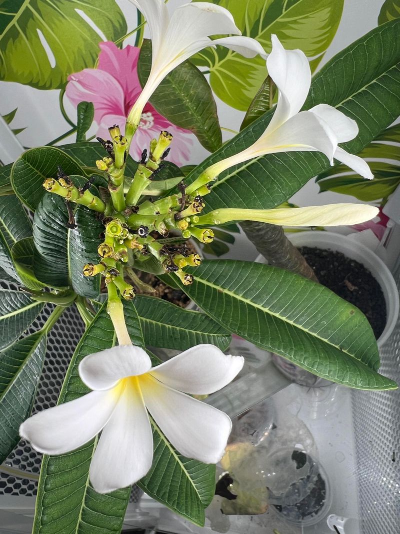 Remove Spent Blooms To Encourage New Growth Remove Spent Blooms To Encourage New Growth