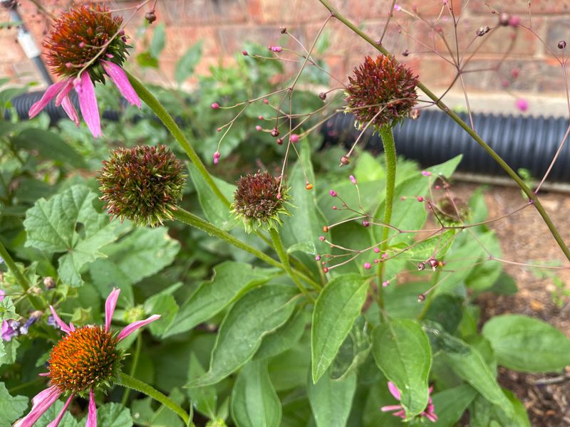 Remove Spent Blooms To Extend Flowering Remove Spent Blooms To Extend Flowering