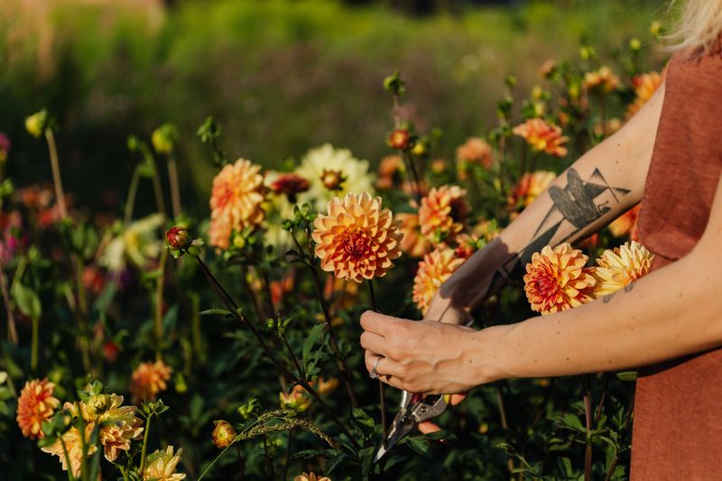Remove Spent Blooms To Keep New Flowers Coming