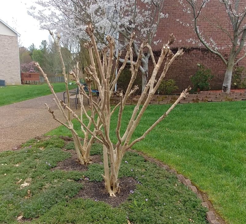 Remove Spent Flowers To Encourage Another Bloom