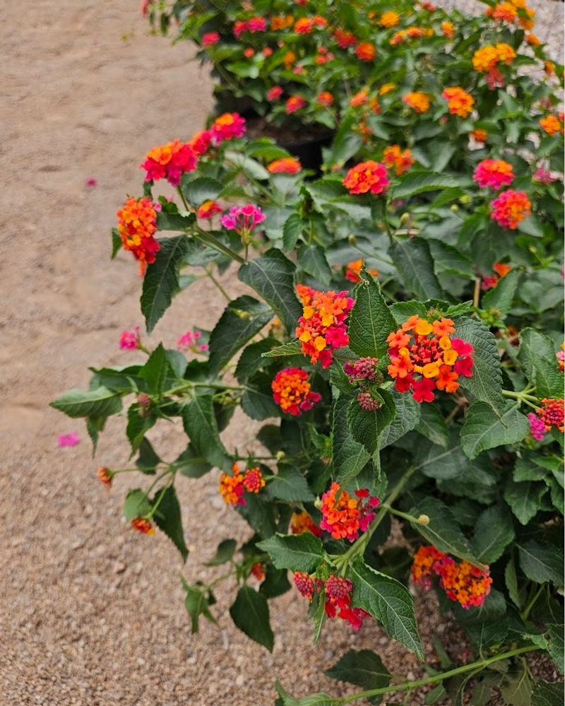 Remove Spent Flowers To Encourage More Blooms Remove Spent Flowers To Encourage More Blooms