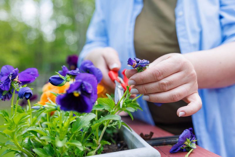 Remove Spent Flowers To Keep Plants Looking Their Best Remove Spent Flowers To Keep Plants Looking Their Best
