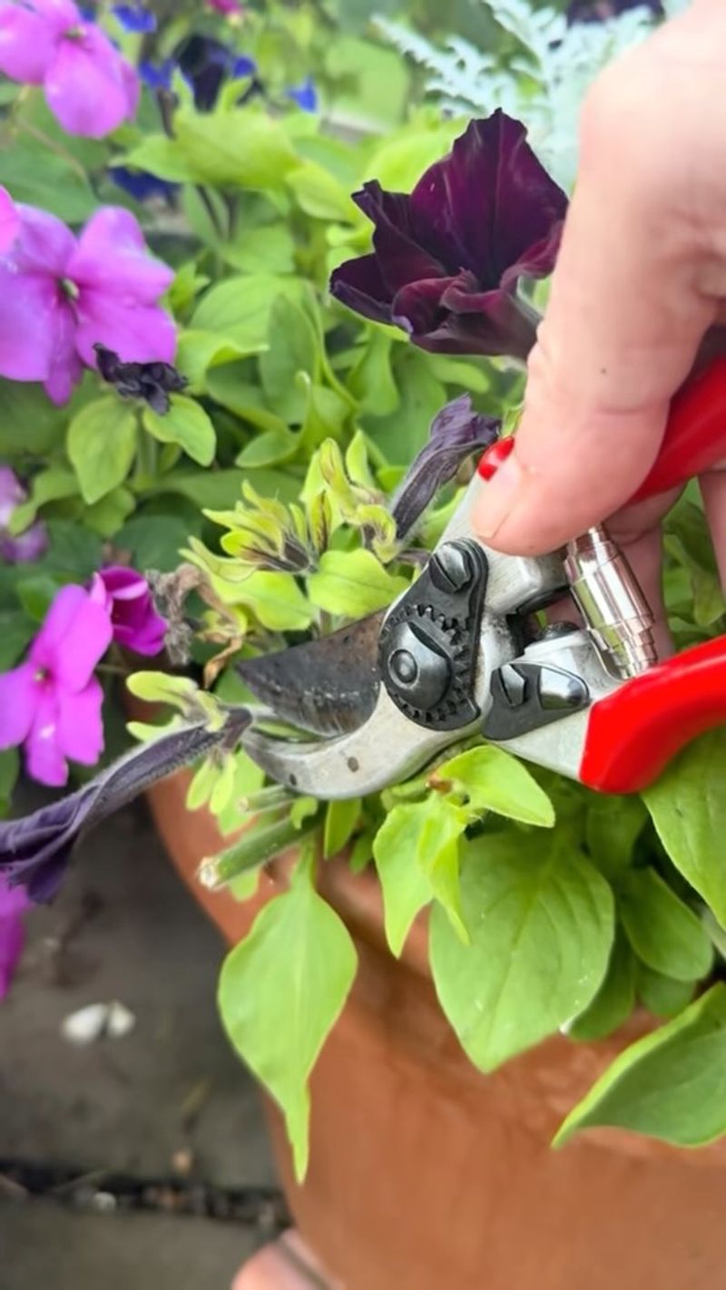 Remove Spent Flowers Without Stripping Away Healthy Leaves Remove Spent Flowers Without Stripping Away Healthy Leaves