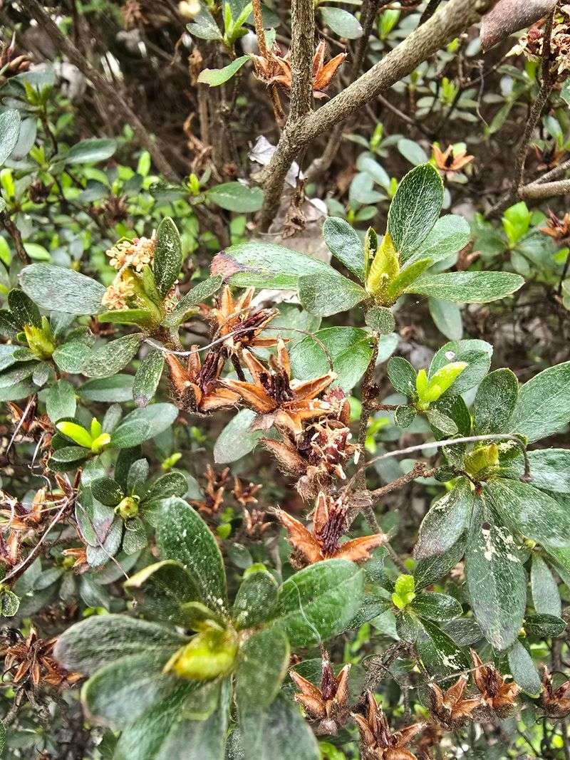 Remove Spent Seed Pods To Save Energy