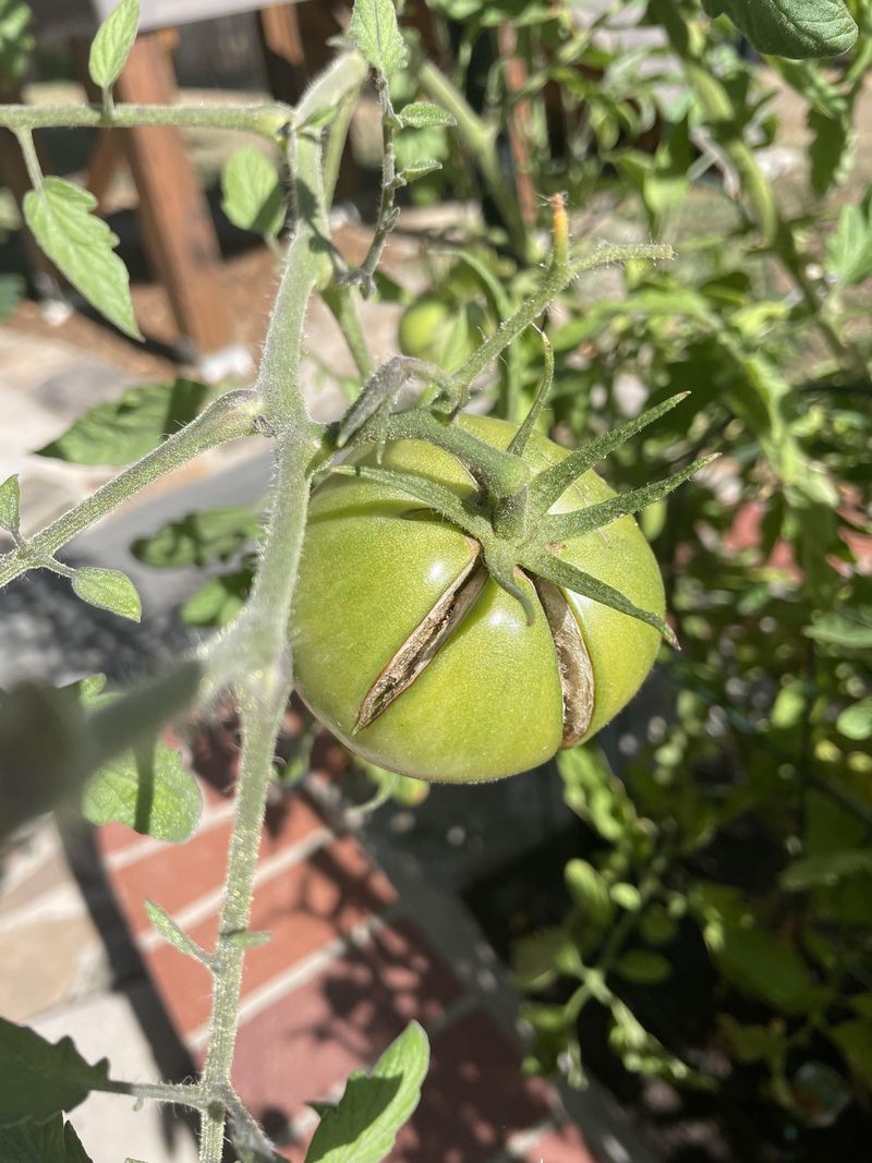 Remove Split And Soft Fruit Quickly