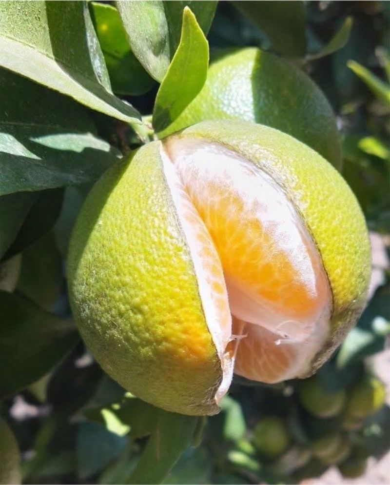 Remove Split Fruit Promptly After Storms