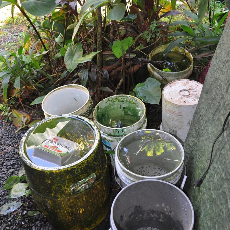 Remove Stagnant Containers Around The Yard Remove Stagnant Containers Around The Yard