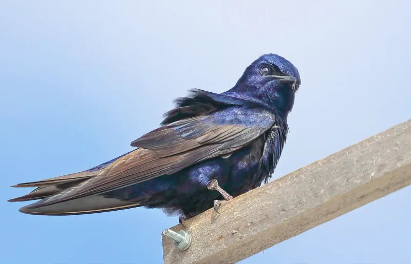 Remove Standing Water Instead Of Relying On Birds