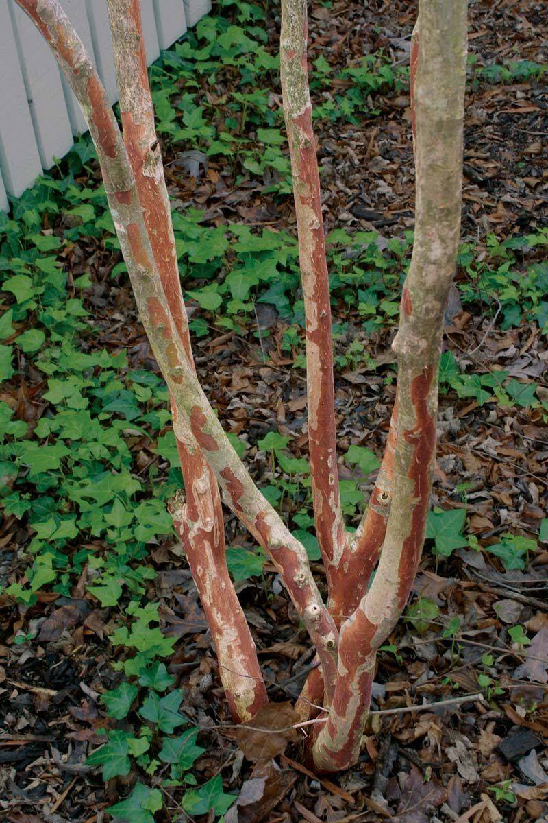 Remove Suckers Growing Around The Base
