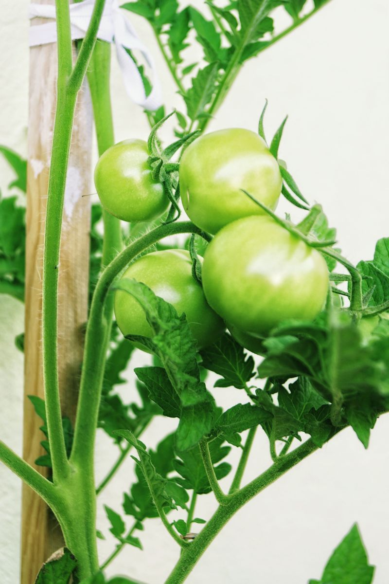 Remove Suckers To Redirect Plant Energy Remove Suckers To Redirect Plant Energy