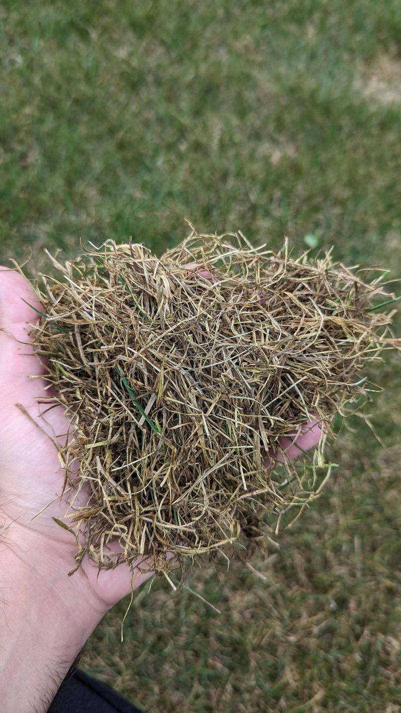 Remove Thatch Buildup From The Affected Area Remove Thatch Buildup From The Affected Area