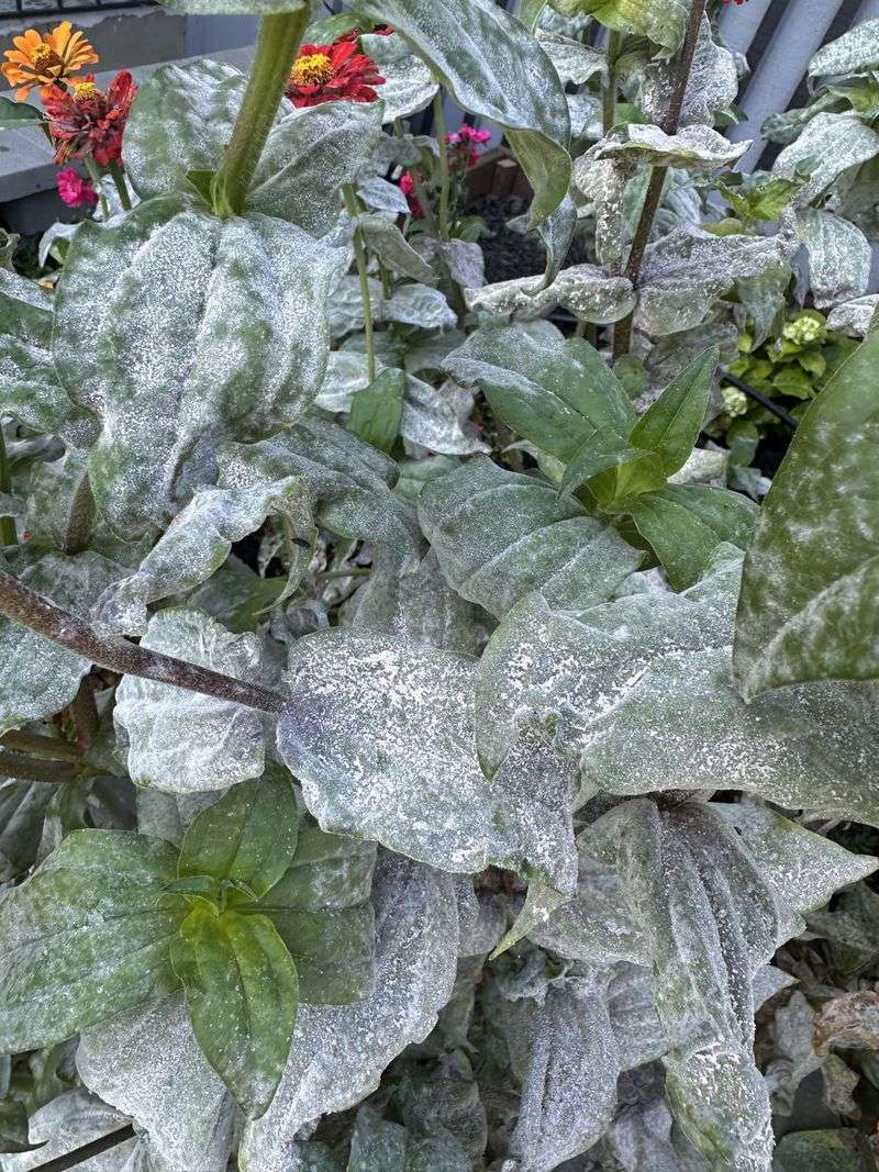 Remove The Most Infected Leaves And Stems