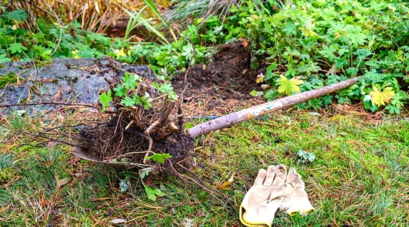 Remove The Thorny Plant Instead Of Just Shearing It