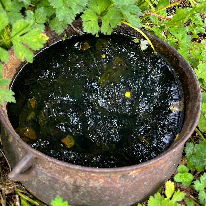 Remove Unused Buckets And Flower Pots Remove Unused Buckets And Flower Pots