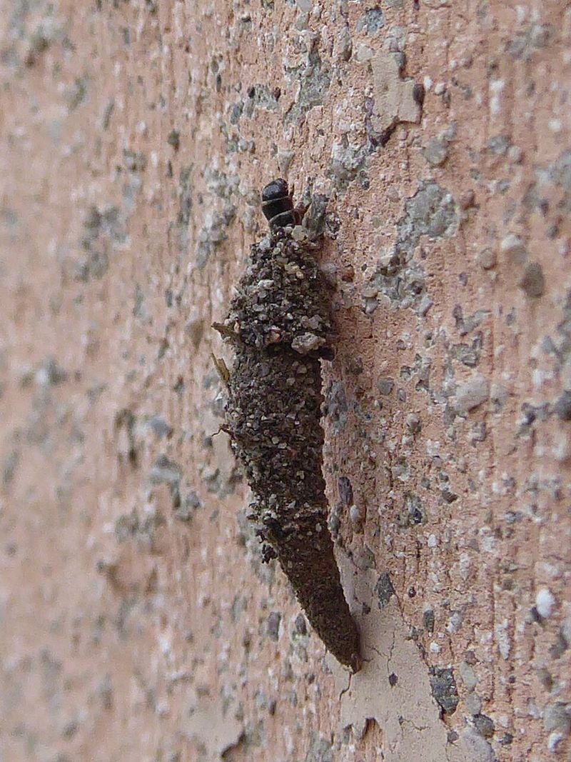 Remove Visible Bagworm Cases By Hand