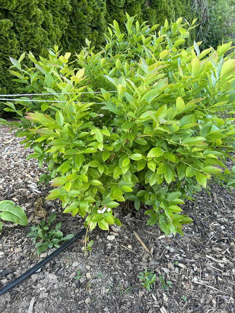 Remove Weak Twiggy Growth