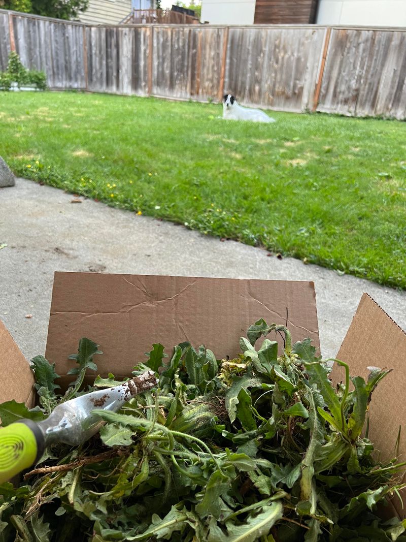 Remove Weeds Before They Drop More Seed