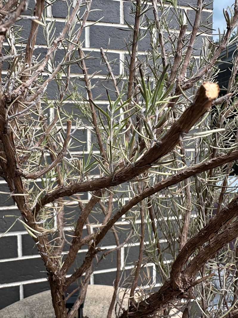 Remove Withered And Crossing Stems First