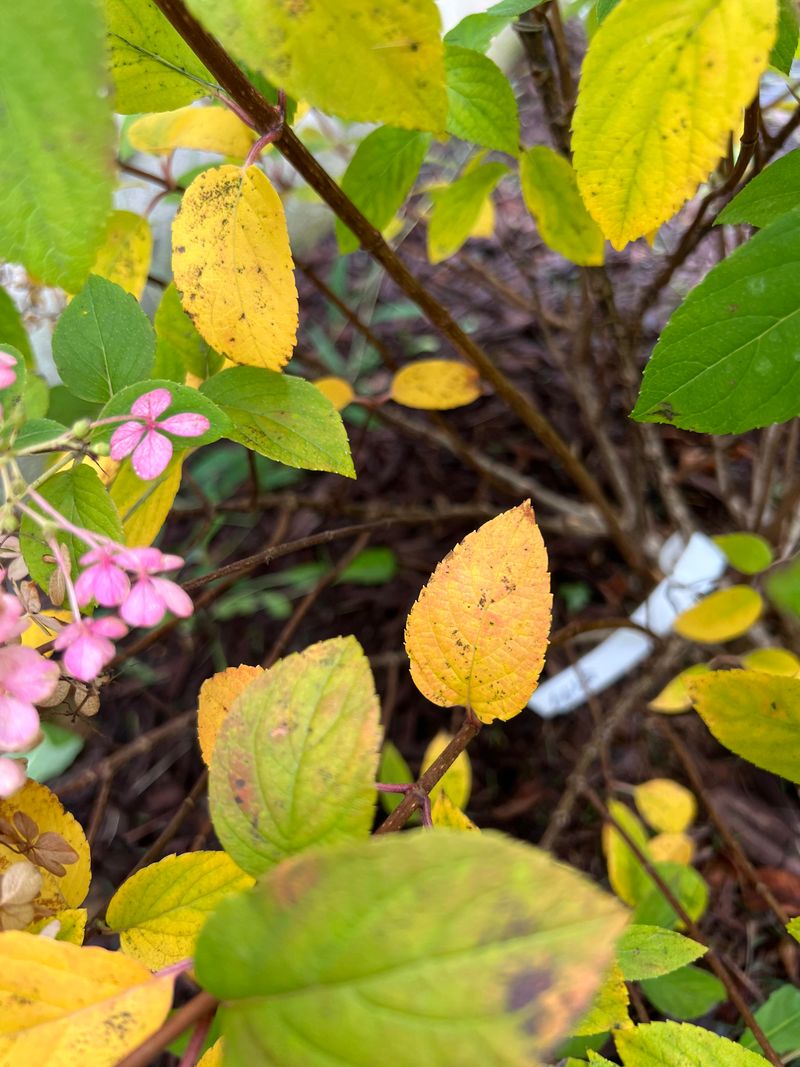 Remove Yellowing Leaves Remove Yellowing Leaves