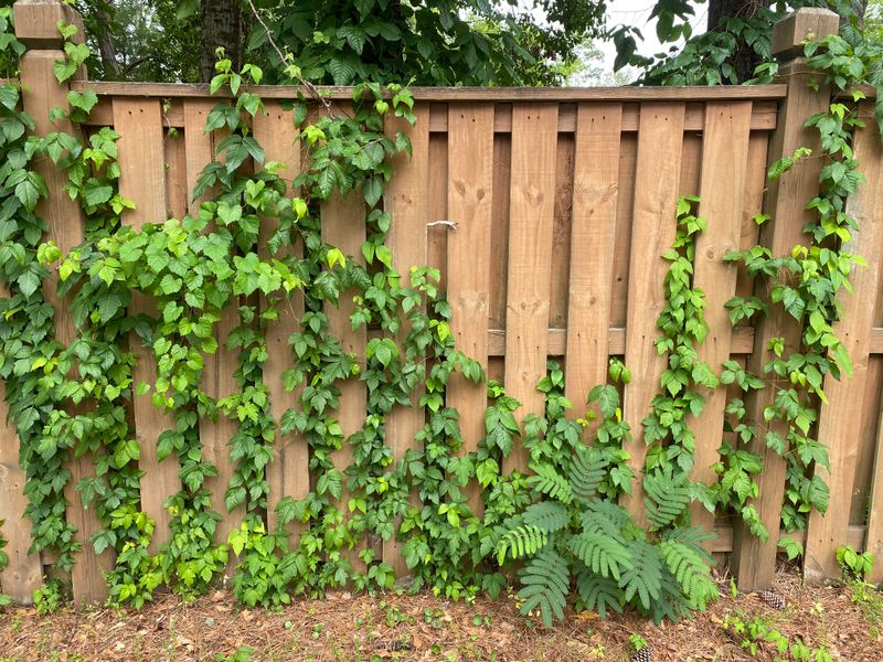 Removing A Neighbor's Ivy Takes More Than Clippers Removing A Neighbor's Ivy Takes More Than Clippers