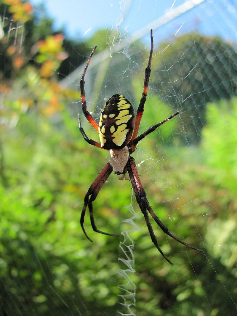 Removing A Web Does Not Necessarily Remove The Spider From The Yard