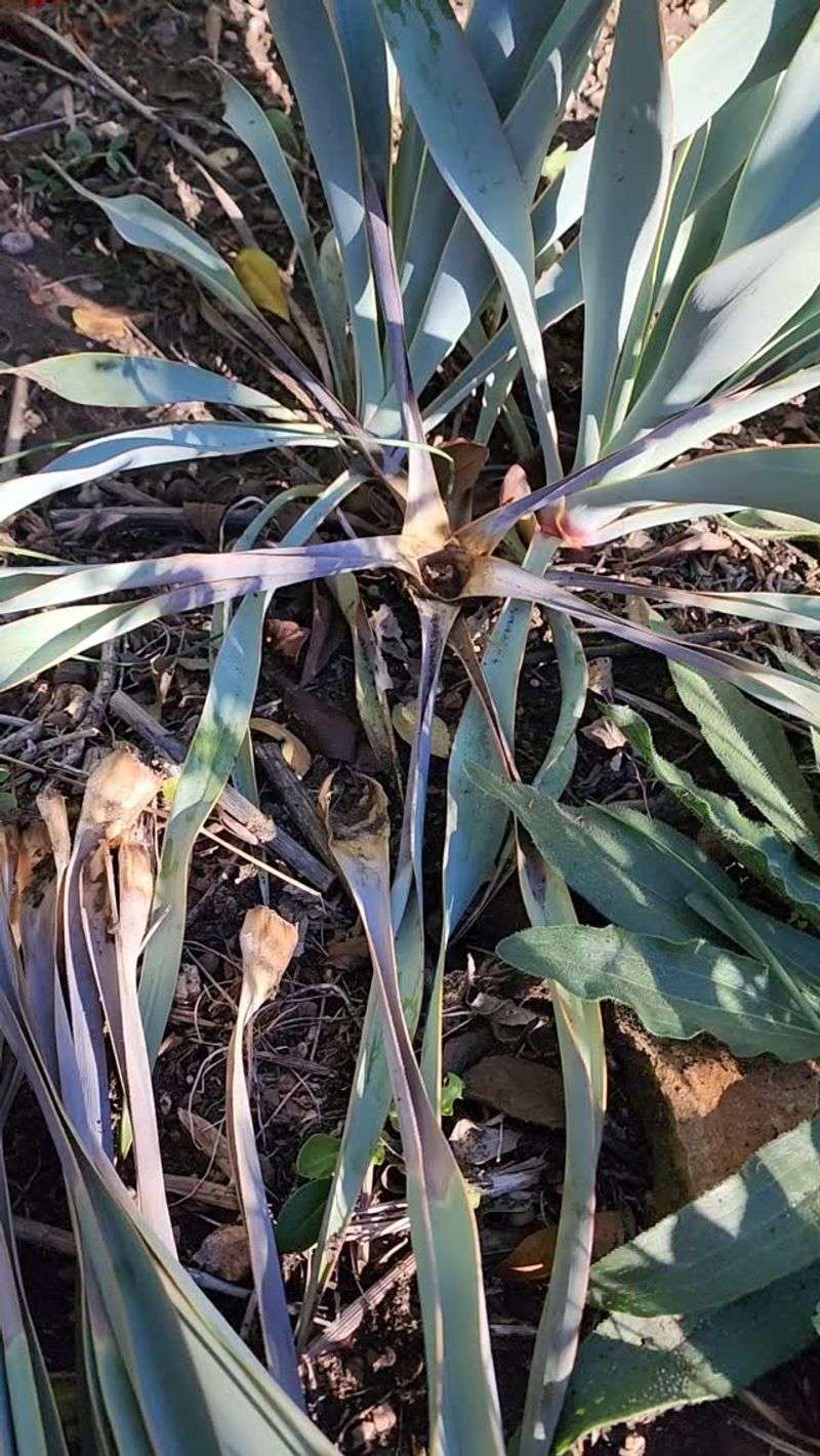 Removing And Bagging Affected Plants Before Larvae Move On