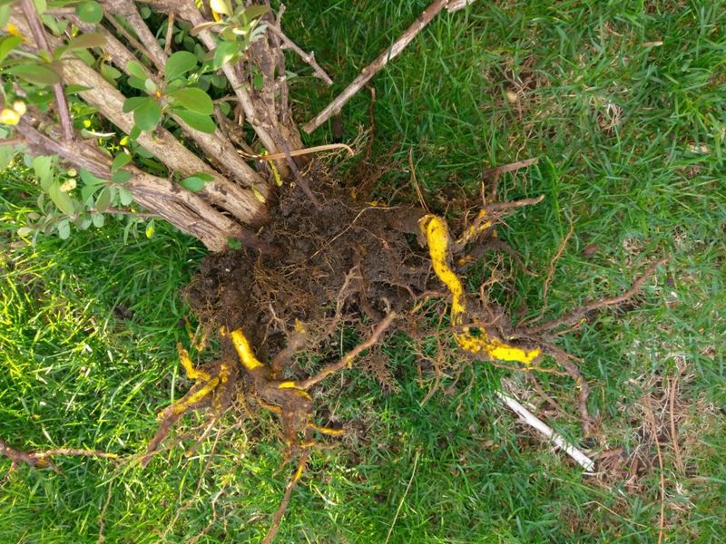Removing Barberry Can Make The Yard Less Tick-Friendly