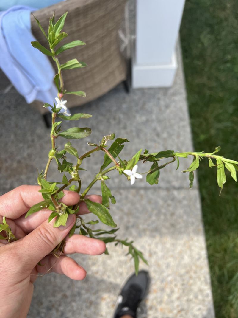 Removing Clippings Can Limit Further Spread Removing Clippings Can Limit Further Spread