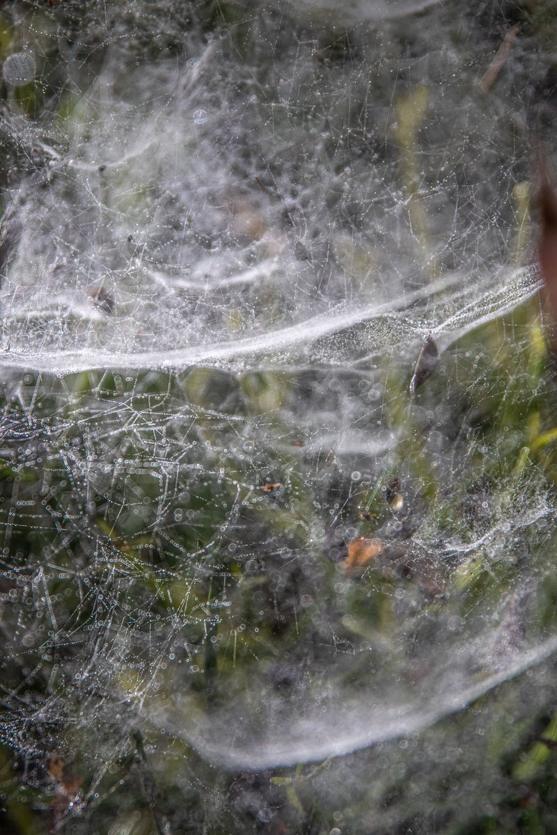 Removing Funnel Webs Without Disrupting Your Lawn's Ecosystem