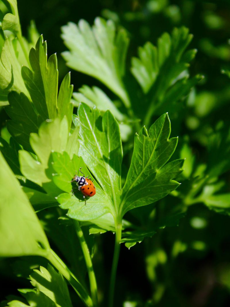 Removing Habitat For Natural Predators