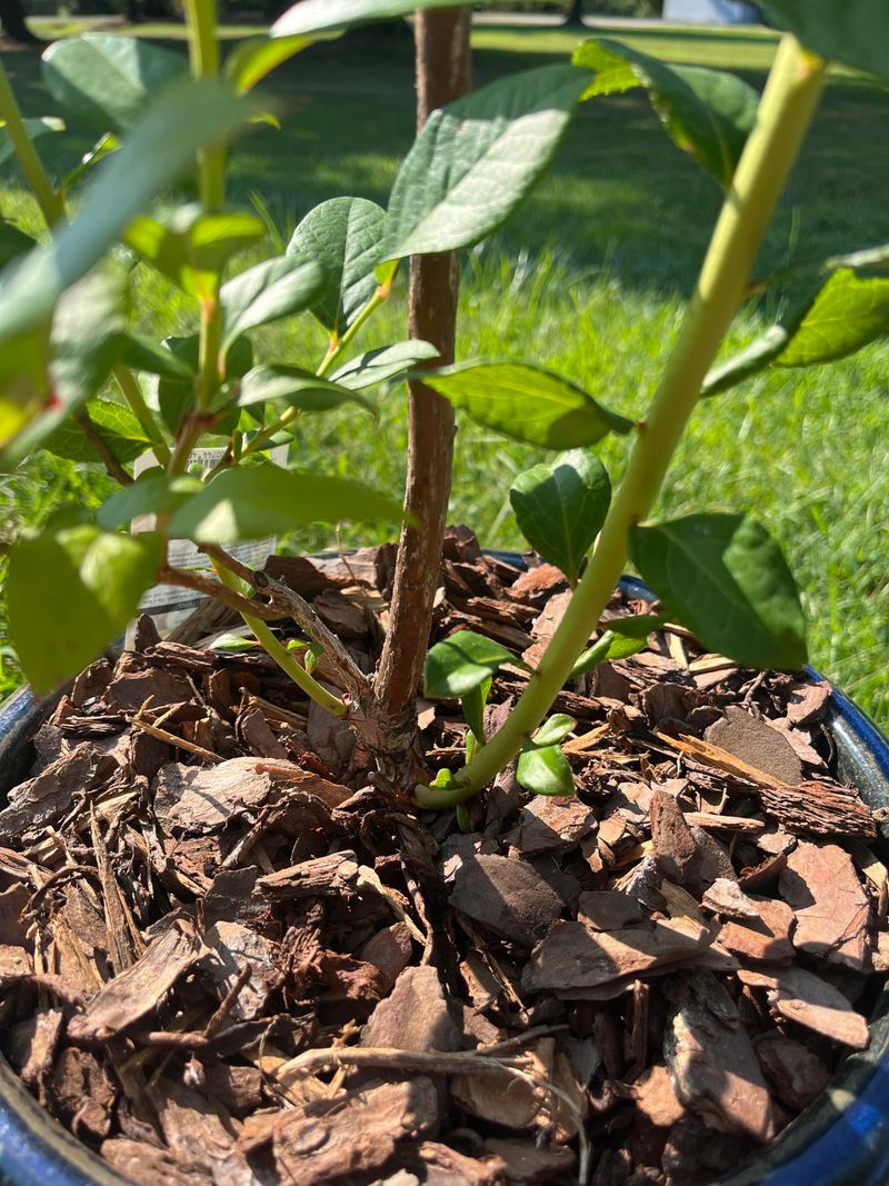 Removing Healthy Canes Instead Of Withered Wood Removing Healthy Canes Instead Of Withered Wood
