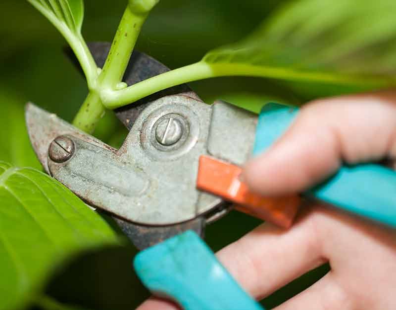 Removing Healthy Stems Instead Of Only Dry Wood Removing Healthy Stems Instead Of Only Dry Wood