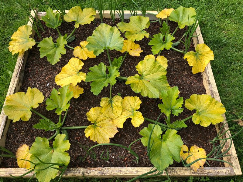 Removing Leaves That Are Already Mostly Gone