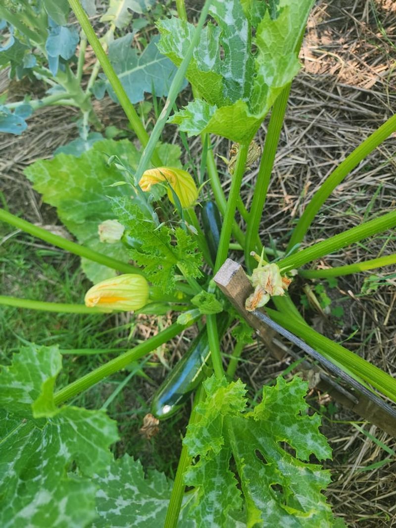 Removing Mature Fruit Redirects Energy To New Blooms