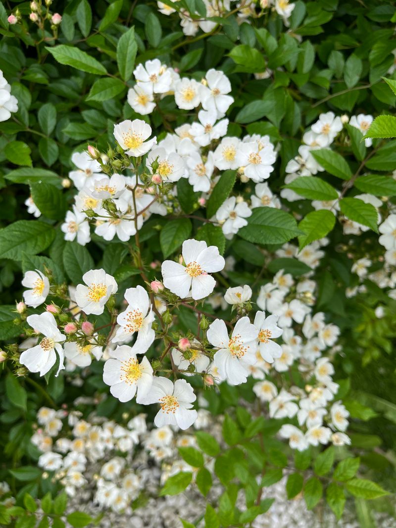 Removing Multiflora Rose Step By Step Removing Multiflora Rose Step By Step