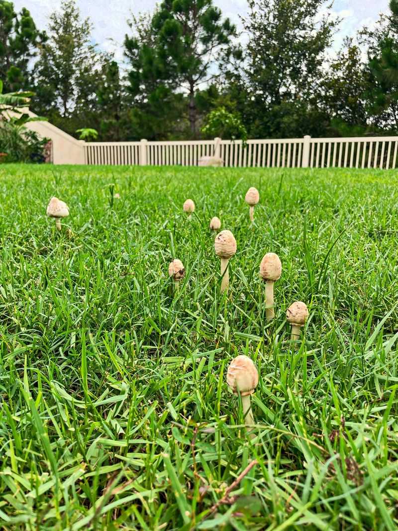 Removing Mushrooms Safely From Your Lawn