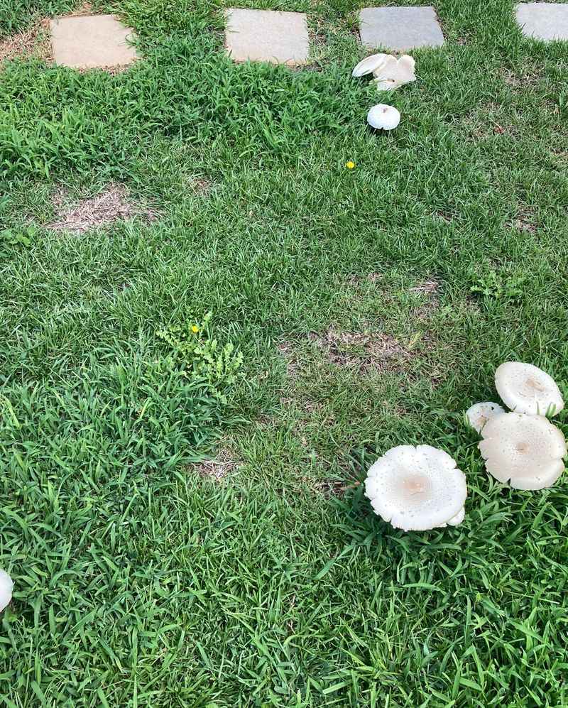 Removing Mushrooms Without Damaging Grass