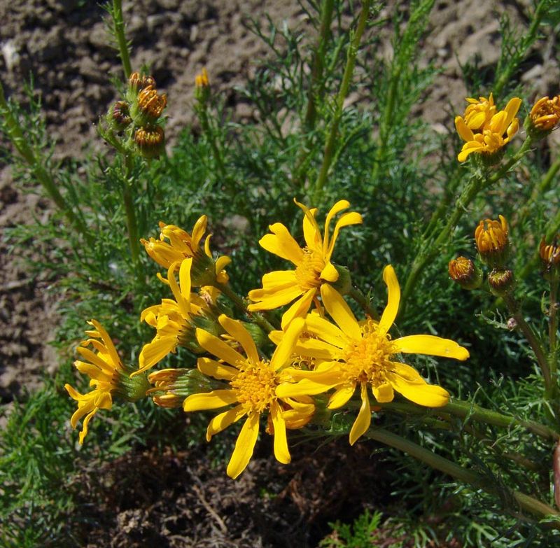 Removing Old Flowers Keeps Plants Looking Tidy Removing Old Flowers Keeps Plants Looking Tidy