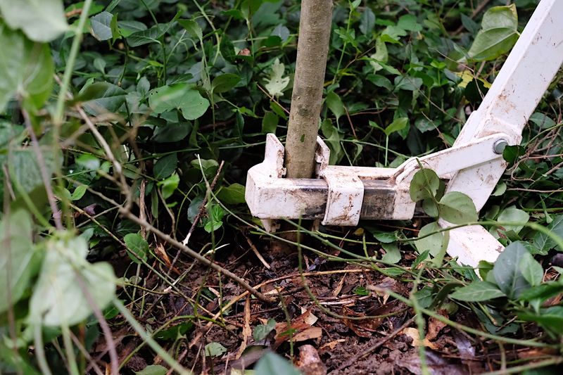 Removing Privet Early Makes Control Much Easier