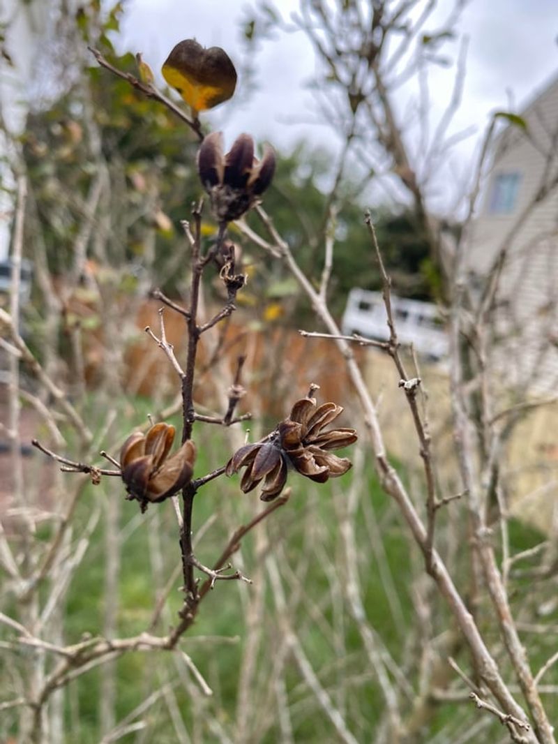 Removing Seed Heads Keeps The Tree Looking Cleaner