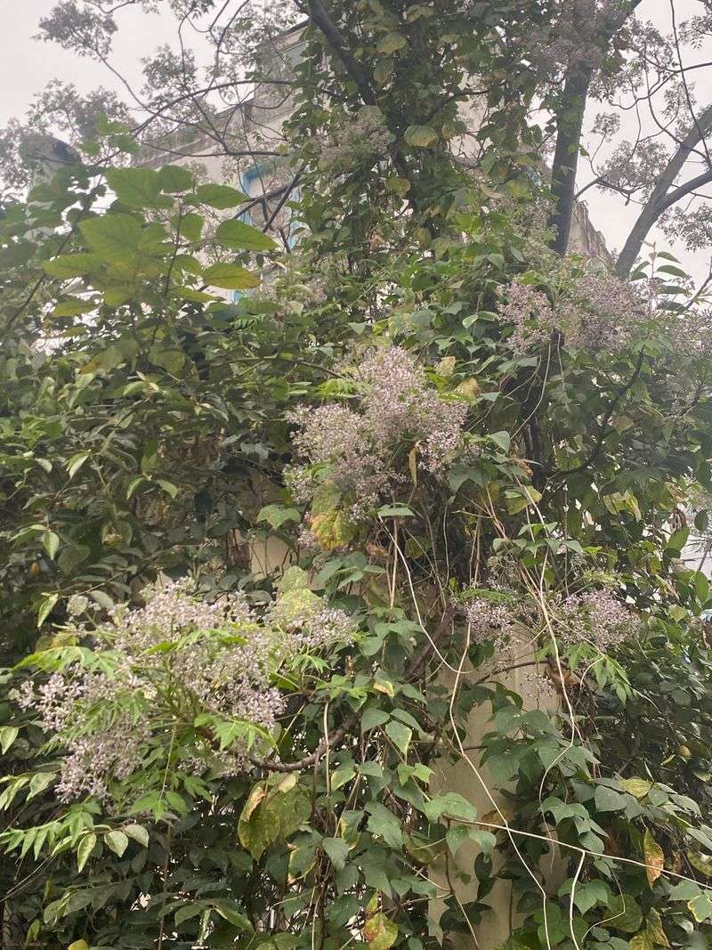 Removing Small Trees Early Makes The Problem Easier To Control Removing Small Trees Early Makes The Problem Easier To Control