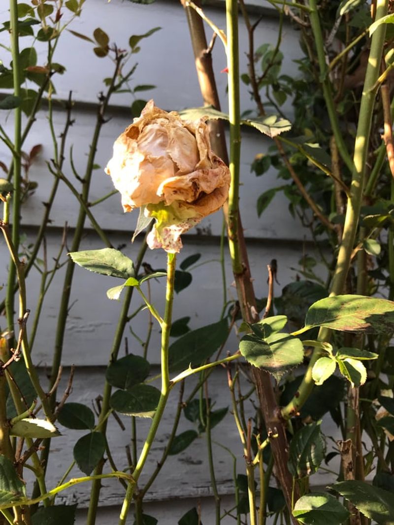 Removing Spent Blooms At Midday Heat Shocks Rose Stems Removing Spent Blooms At Midday Heat Shocks Rose Stems